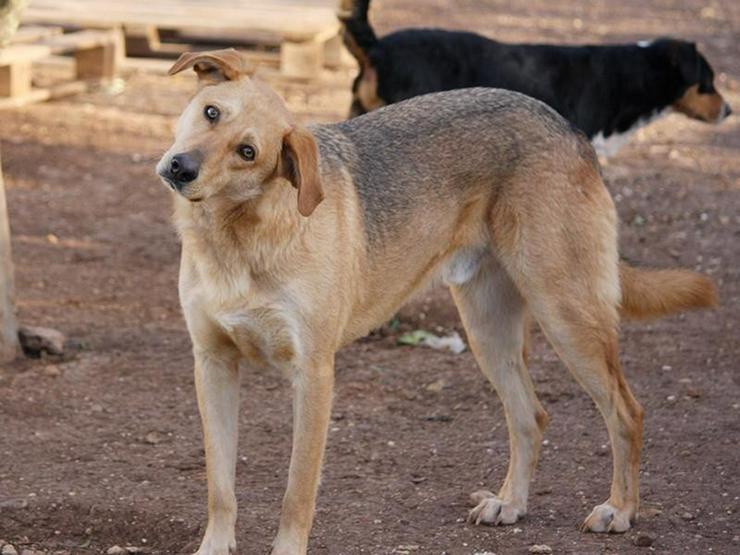 AYASKA- der Riese - Mischlingshunde - Bild 2