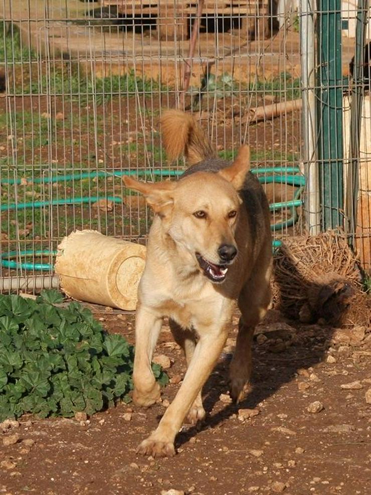 AYASKA- der Riese - Mischlingshunde - Bild 4