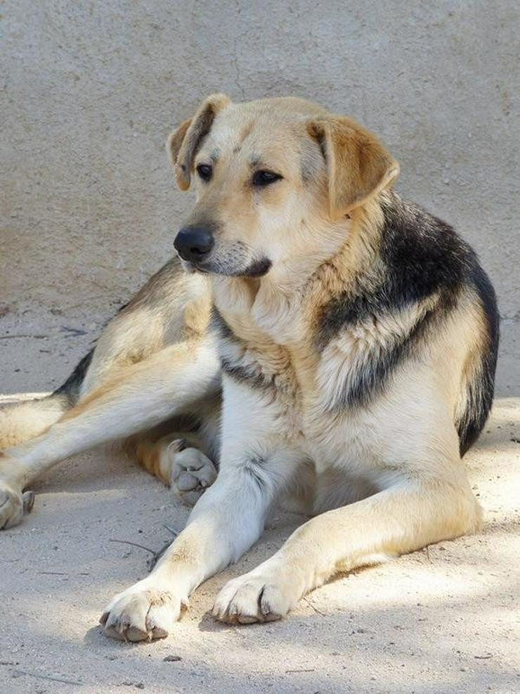 BALI- der 'kleine' Hundemann - Mischlingshunde - Bild 4