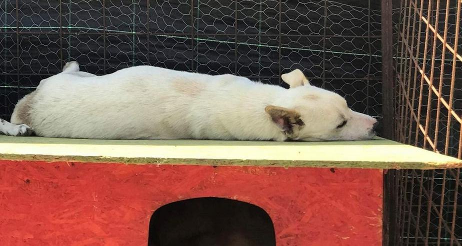 Bianca, kleiner  Eisbär sucht sicheres Zuhause - Mischlingshunde - Bild 2
