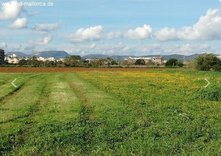 Bild 9: : Grundstück 18000 m² mit genehmigtem Bauprojekt in ruhiger Zone von Campos