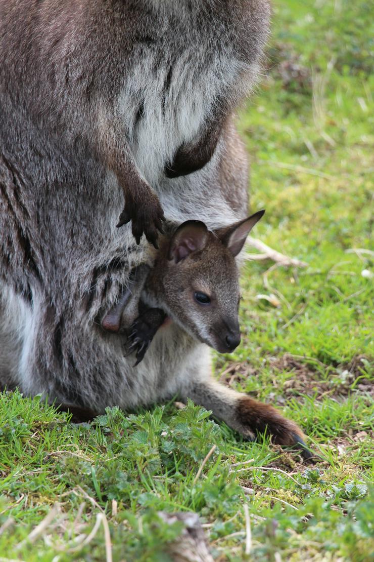 Bild 5: Känguru Bennett Wallaby, weiblich