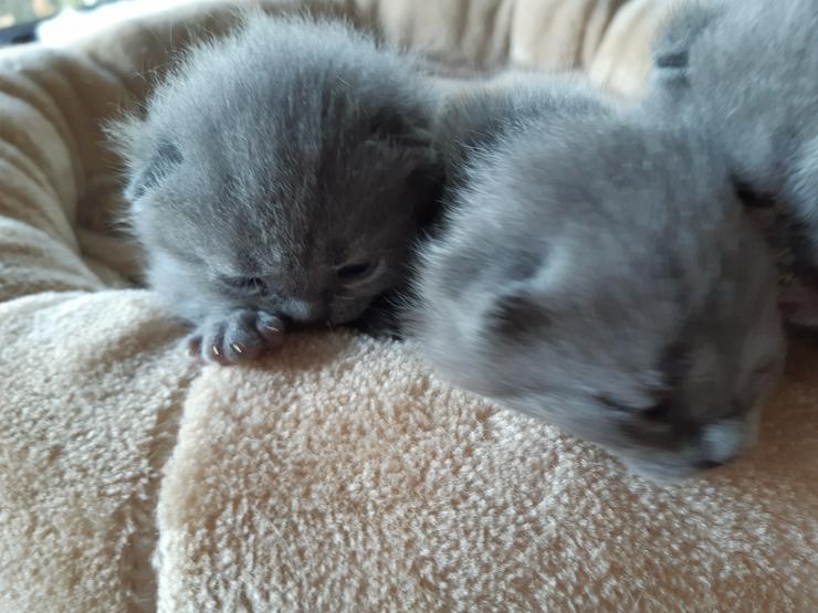 Bild 2: Wunderschöne  BKH Kitten in Blau und Creme 