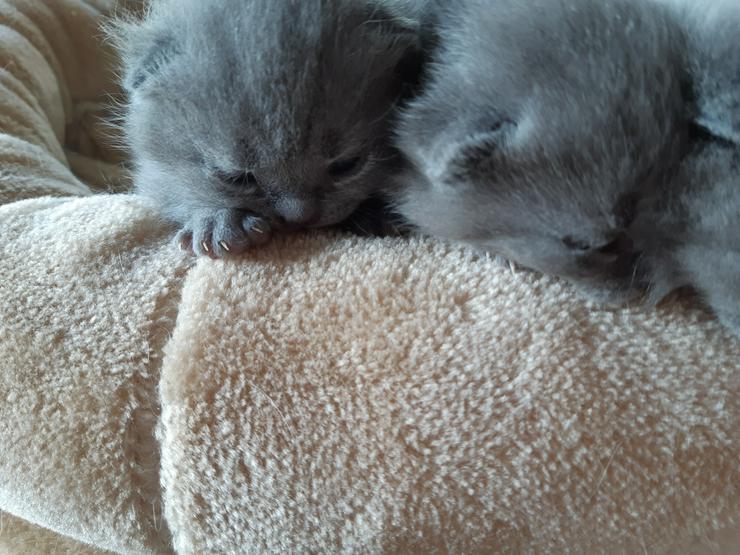 Wunderschöne  BKH Kitten in Blau und Creme  - Rassekatzen - Bild 5