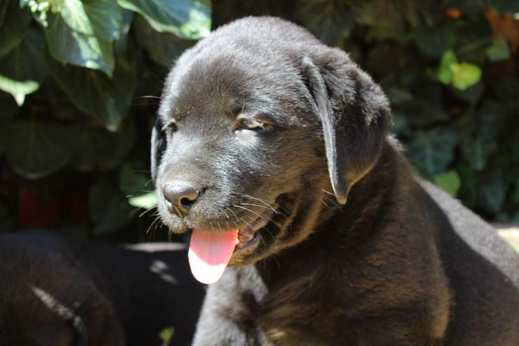 Bild 10: Labrador retriever - schwarze Hündinen aus super Eltern, FCI Ahnentafel