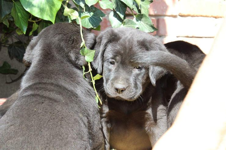 Labrador retriever - schwarze Hündinen aus super Eltern, FCI Ahnentafel - Rassehunde - Bild 5