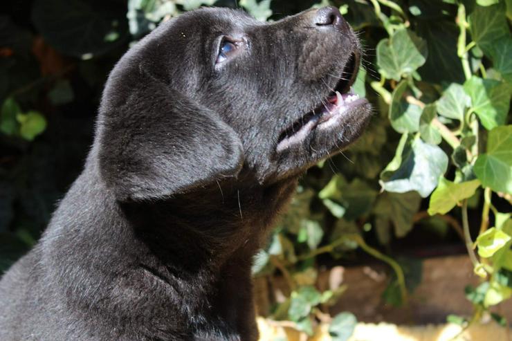 Labrador retriever - schwarze Hündinen aus super Eltern, FCI Ahnentafel - Rassehunde - Bild 11