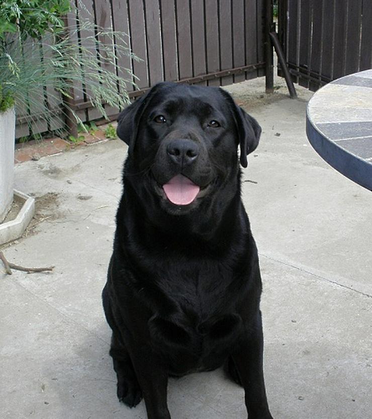 Bild 13: Labrador retriever - schwarze Hündinen aus super Eltern, FCI Ahnentafel