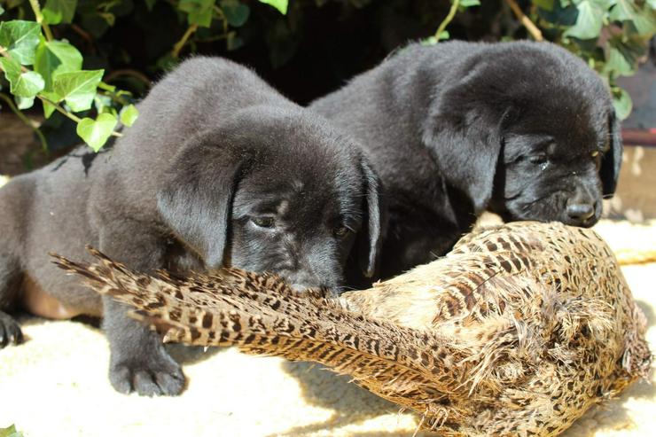 Bild 6: Labrador retriever - schwarze Hündinen aus super Eltern, FCI Ahnentafel