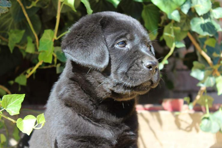 Labrador retriever - schwarze Hündinen aus super Eltern, FCI Ahnentafel - Rassehunde - Bild 7