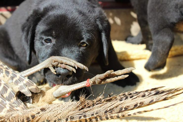 Labrador retriever - schwarze Hündinen aus super Eltern, FCI Ahnentafel - Rassehunde - Bild 9