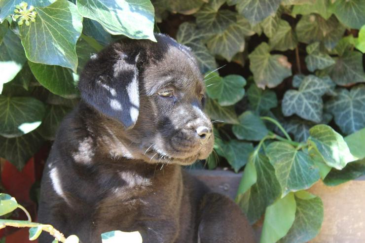 Labrador retriever - schwarze Hündinen aus super Eltern, FCI Ahnentafel - Rassehunde - Bild 8