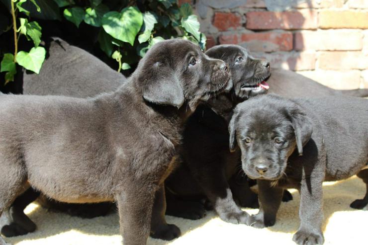 Bild 3: Labrador retriever - schwarze Hündinen aus super Eltern, FCI Ahnentafel