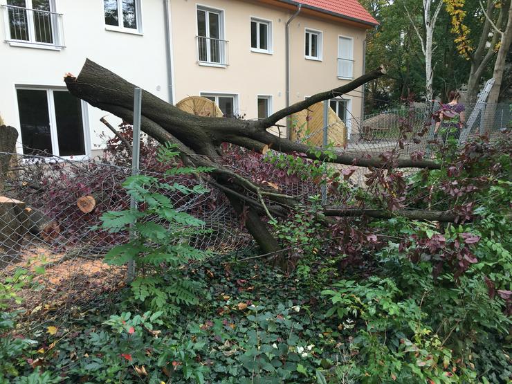 Bild 9: Gartenabfälle Tanne Baumschnitt Astholz Entsorgung Abholung ☏ ✔