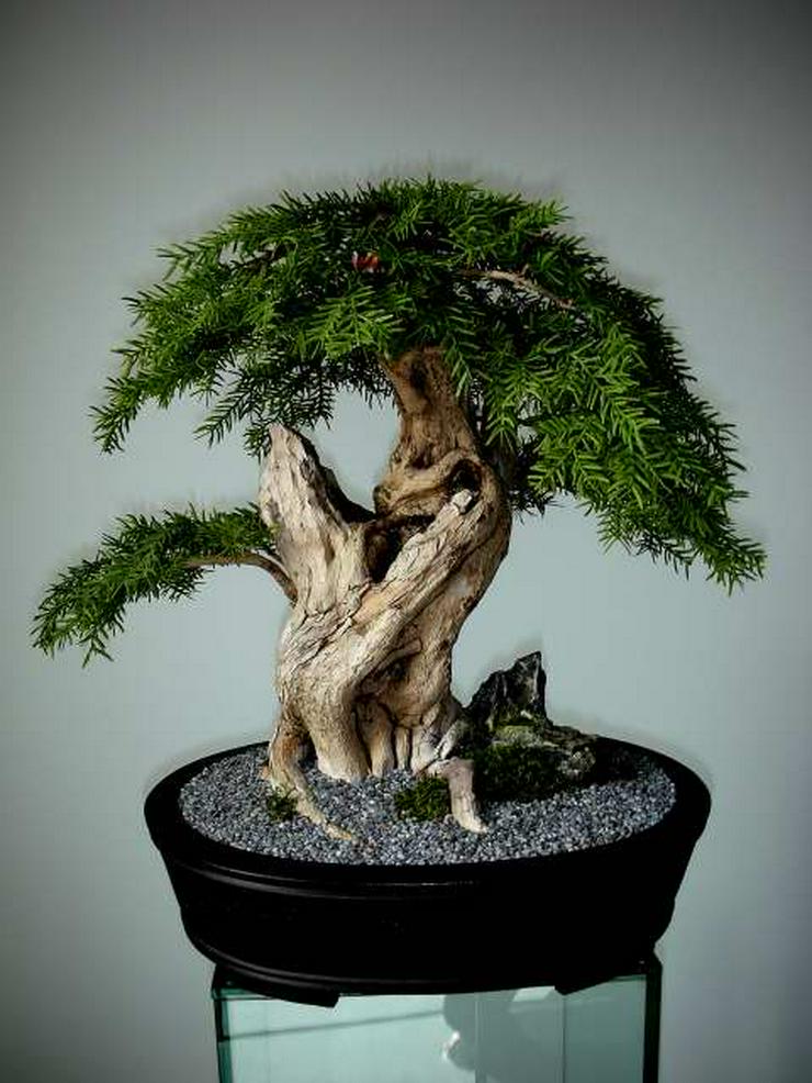 Ein Leben ohne Bonsai ist zwar möglch, aber sinnlos! - Pflanzen - Bild 2