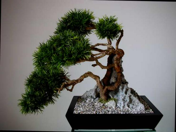 Ein Leben ohne Bonsai ist zwar möglch, aber sinnlos! - Pflanzen - Bild 4