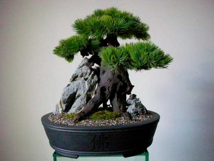 Ein Leben ohne Bonsai ist zwar möglch, aber sinnlos! - Pflanzen - Bild 11