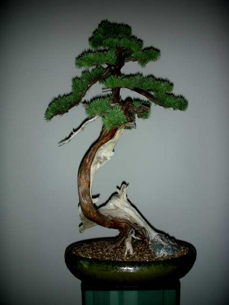 Ein Leben ohne Bonsai ist zwar möglch, aber sinnlos! - Pflanzen - Bild 9