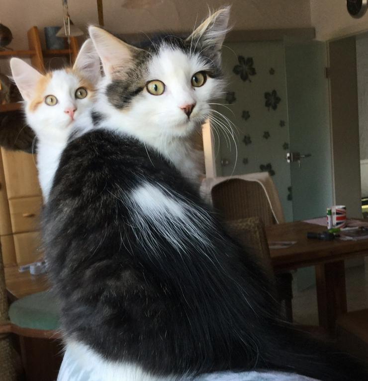 Bild 18: Sinirische Kitten und Neva Kitten