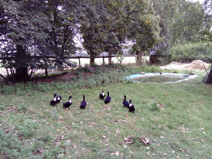 Schwarze mit weißem Latz, 2 Pommernenten und 1 -Erpel - Enten & Gänse - Bild 4