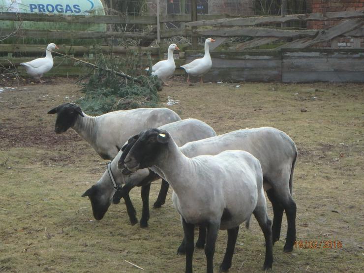 Jungbock abzugeben, ab Juni Schaflämmer, rauwollige pommersche LANDSCHAFE - Schafe - Bild 5