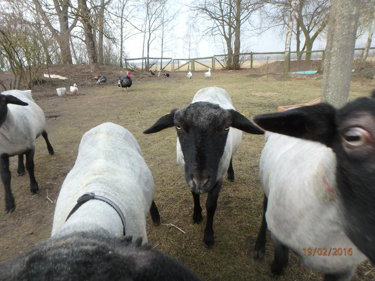 Bild 12: Jungbock abzugeben, ab Juni Schaflämmer, rauwollige pommersche LANDSCHAFE