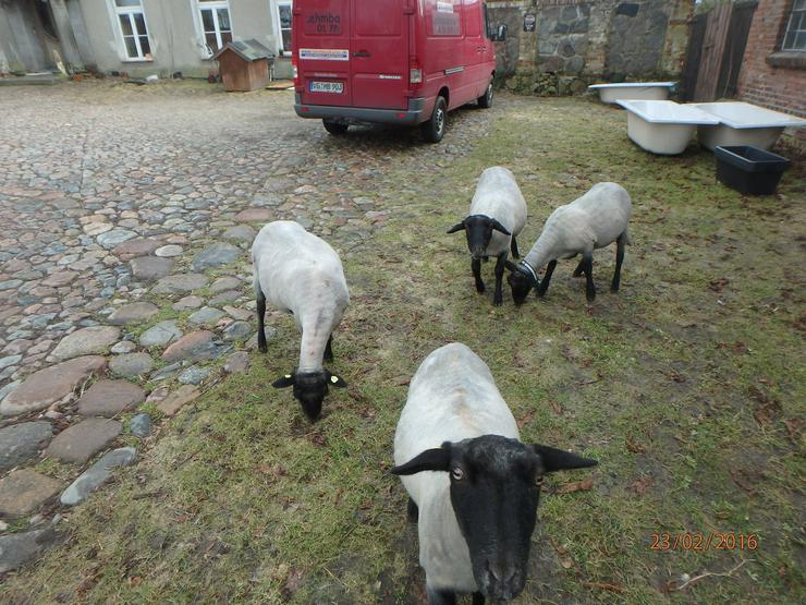 Jungbock abzugeben, ab Juni Schaflämmer, rauwollige pommersche LANDSCHAFE - Schafe - Bild 20