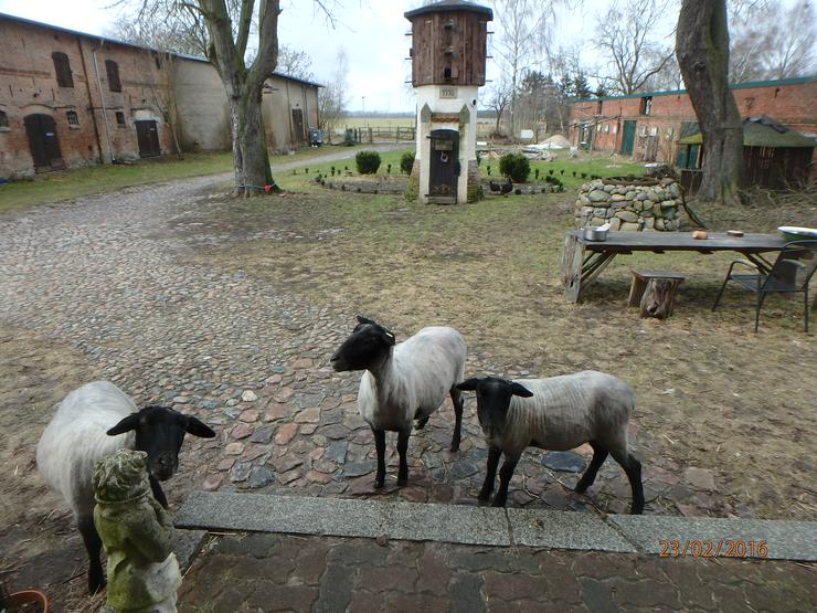 Bild 16: Jungbock abzugeben, ab Juni Schaflämmer, rauwollige pommersche LANDSCHAFE