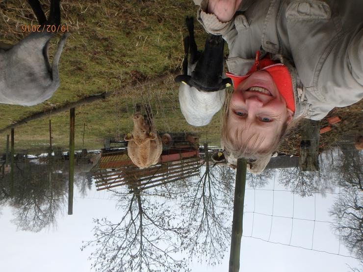 Jungbock abzugeben, ab Juni Schaflämmer, rauwollige pommersche LANDSCHAFE - Schafe - Bild 7