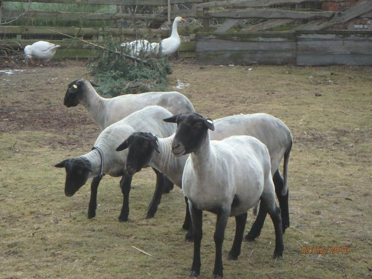 Jungbock abzugeben, ab Juni Schaflämmer, rauwollige pommersche LANDSCHAFE - Schafe - Bild 9