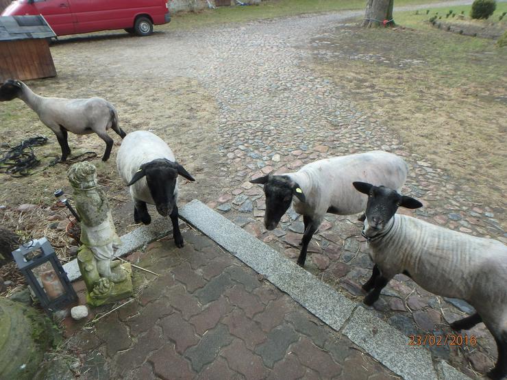 Jungbock abzugeben, ab Juni Schaflämmer, rauwollige pommersche LANDSCHAFE - Schafe - Bild 17