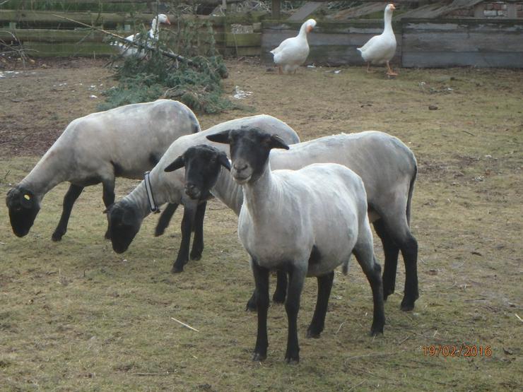 Jungbock abzugeben, ab Juni Schaflämmer, rauwollige pommersche LANDSCHAFE - Schafe - Bild 6