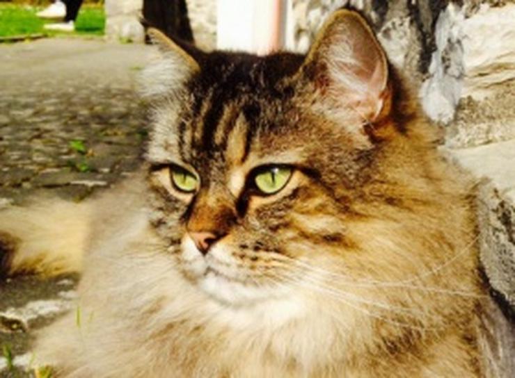 MAINE-COON-Mix-Langhaar-Kater sucht Paten - Mischlingskatzen - Bild 2