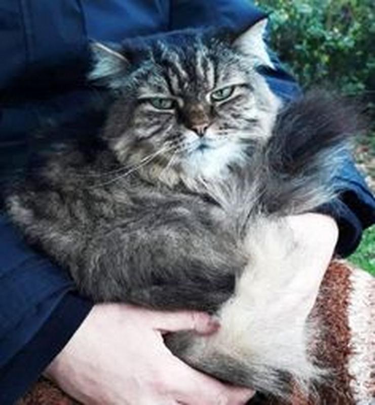 MAINE-COON-Mix-Langhaar-Kater sucht Paten - Mischlingskatzen - Bild 3