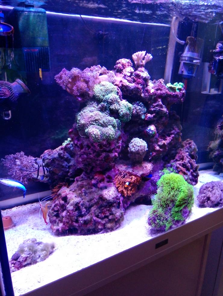 Meerwasserbecken Hobbyaufgabe 200 Liter - Korallen & Anemonen - Bild 12