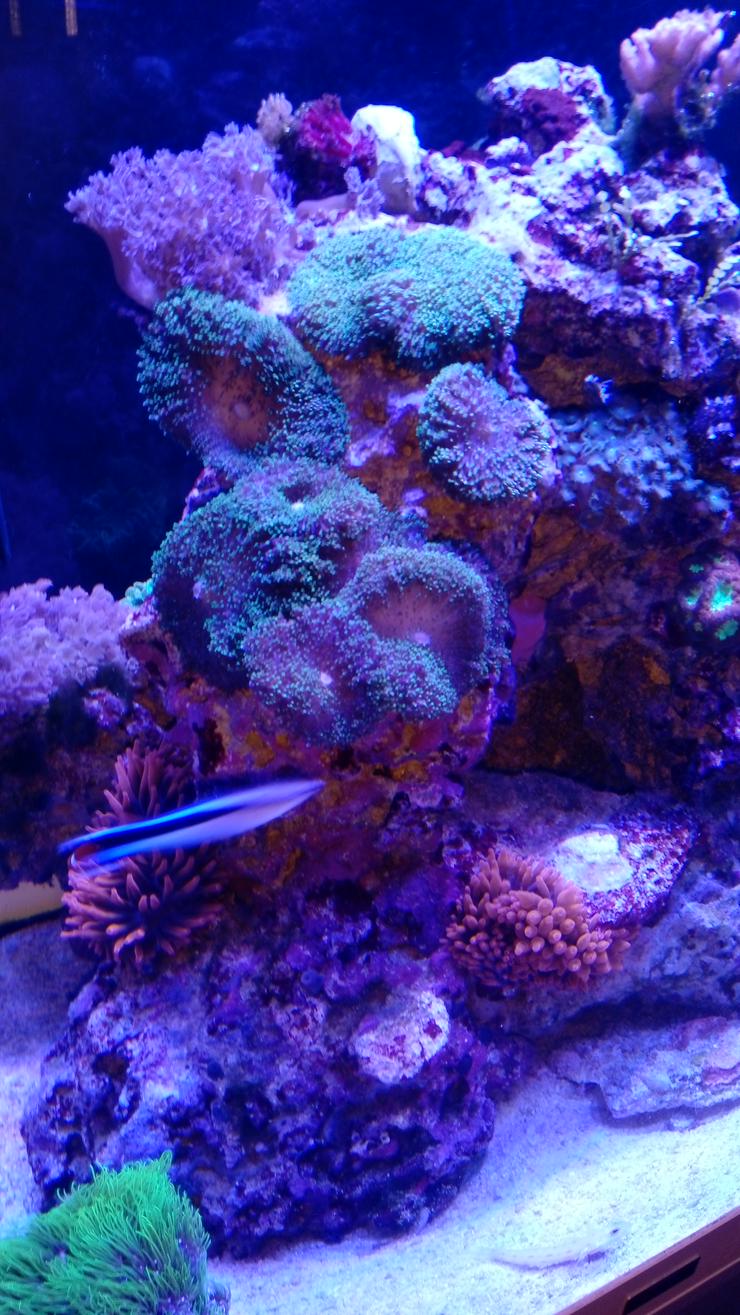 Meerwasserbecken Hobbyaufgabe 200 Liter - Korallen & Anemonen - Bild 7