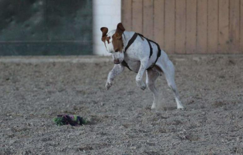 Leo, ein Sonnenscheinhund - Rassehunde - Bild 7