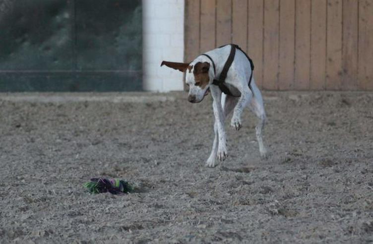 Bild 10: Leo, ein Sonnenscheinhund