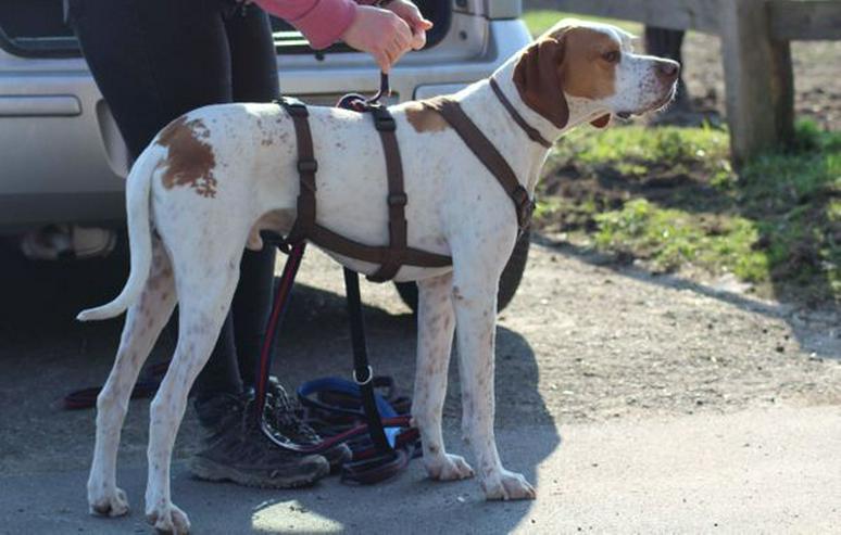 Bild 8: Leo, ein Sonnenscheinhund