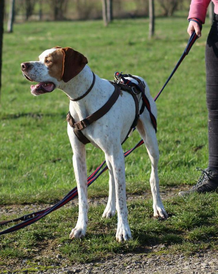 Bild 14: Leo, ein Sonnenscheinhund