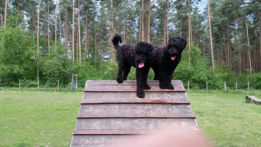 Bild 12: schwarzer russischer Terrier Welpen reinrassig