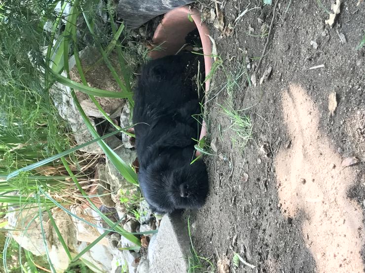 Bild 8: schwarzer russischer Terrier Welpen reinrassig