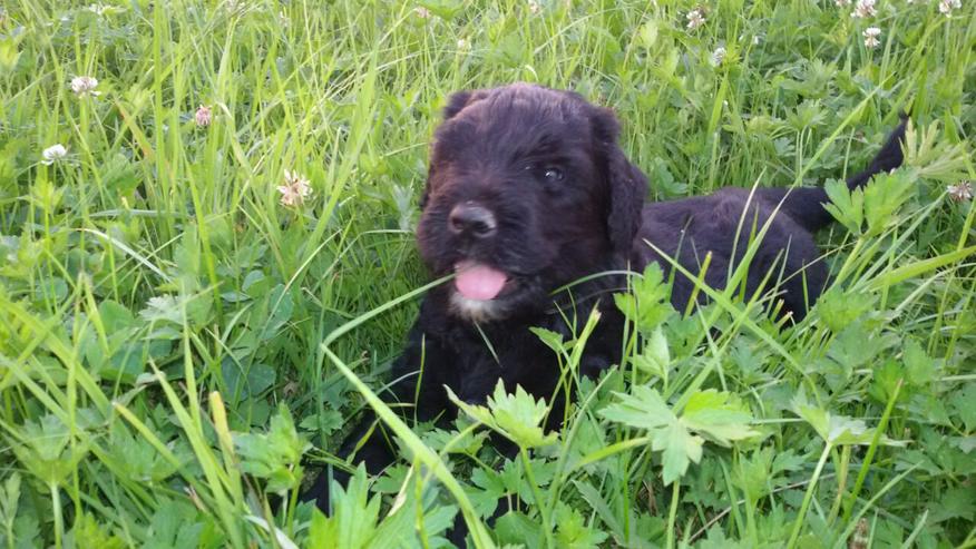 Bild 15: schwarzer russischer Terrier Welpen reinrassig
