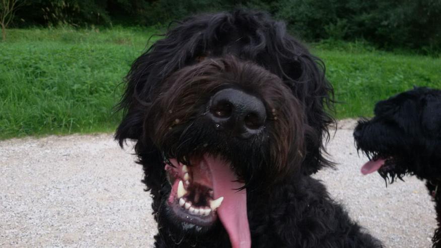 Bild 4: schwarzer russischer Terrier Welpen reinrassig