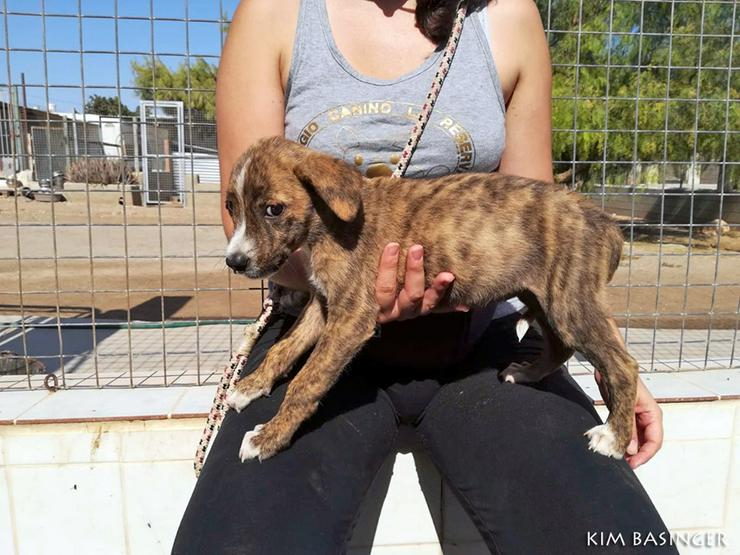 Süße Mischlingsdame Kim Basinger - Mischlingshunde - Bild 8
