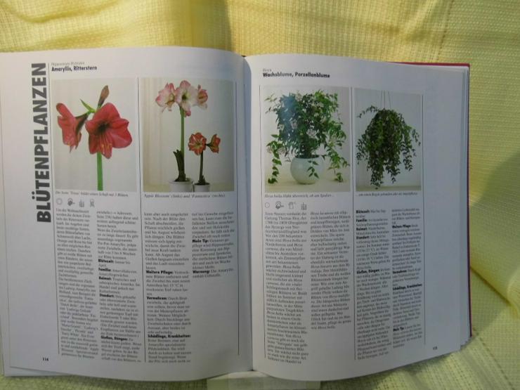 Bild 9: Zimmerpflanzen, Halina Heitz / Gräfe und Unzer Verlag / Pflanzen - Ratgeber Buch