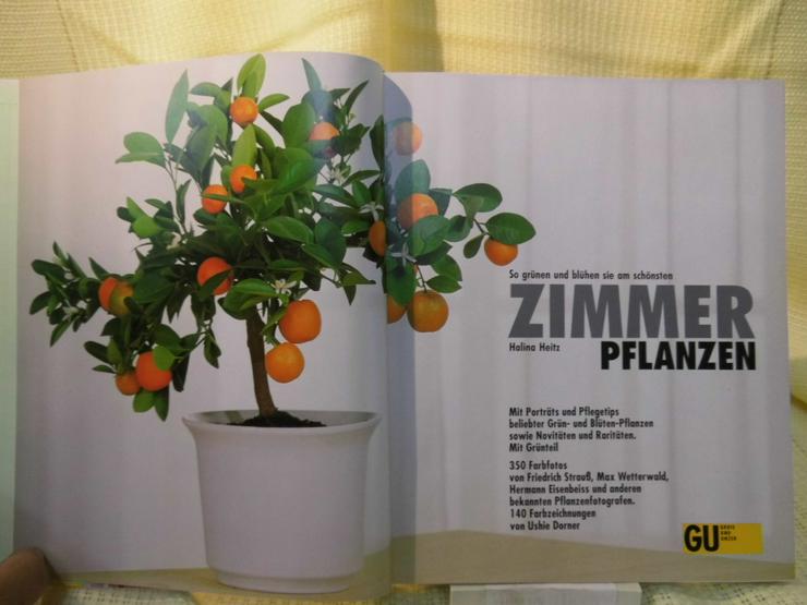 Bild 7: Zimmerpflanzen, Halina Heitz / Gräfe und Unzer Verlag / Pflanzen - Ratgeber Buch