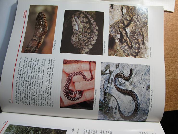 Atlas of Reptiles and Amphibians for thi Terrarium - Tiere - Bild 4