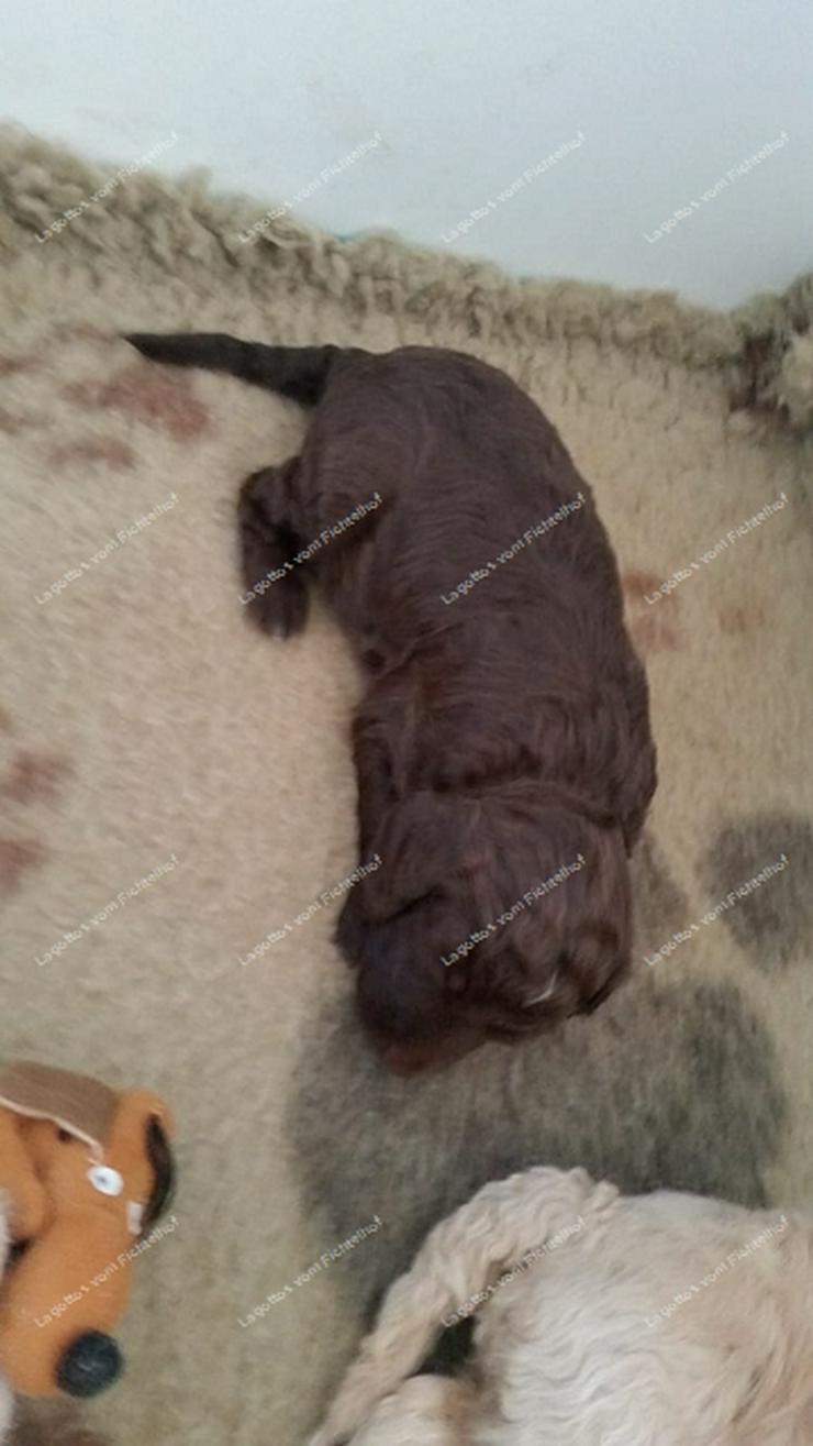 Der Fichtelhof hat Nachwuchs kleine süße Lagottis  mit Ahnentafel - Rassehunde - Bild 1