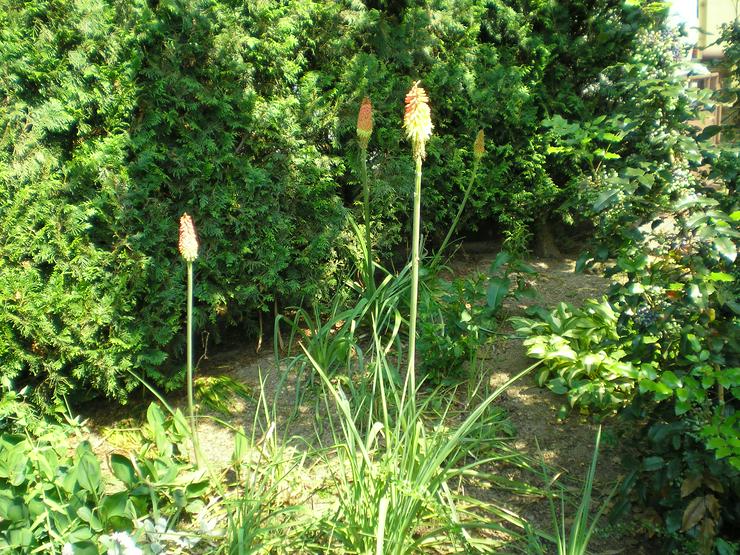 Bild 2: Eiben, Sträucher, Fackellilien, Farne